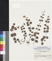 藏品(圓葉珍珠葉)的圖片